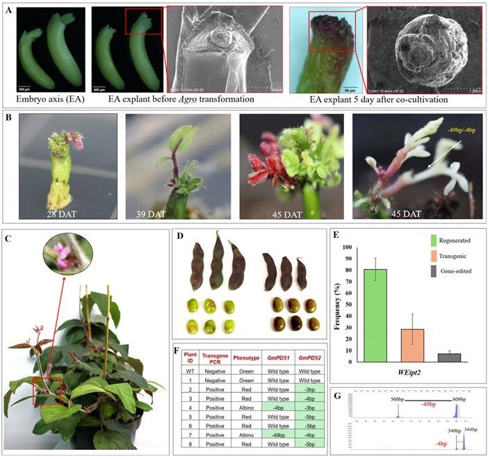 Shoot at Site: Advancing in planta transformation, regeneration and gene-editing through a cascade of wounding-mediated developmental regulators 

biorxiv.org/content/10.110… 
♻️