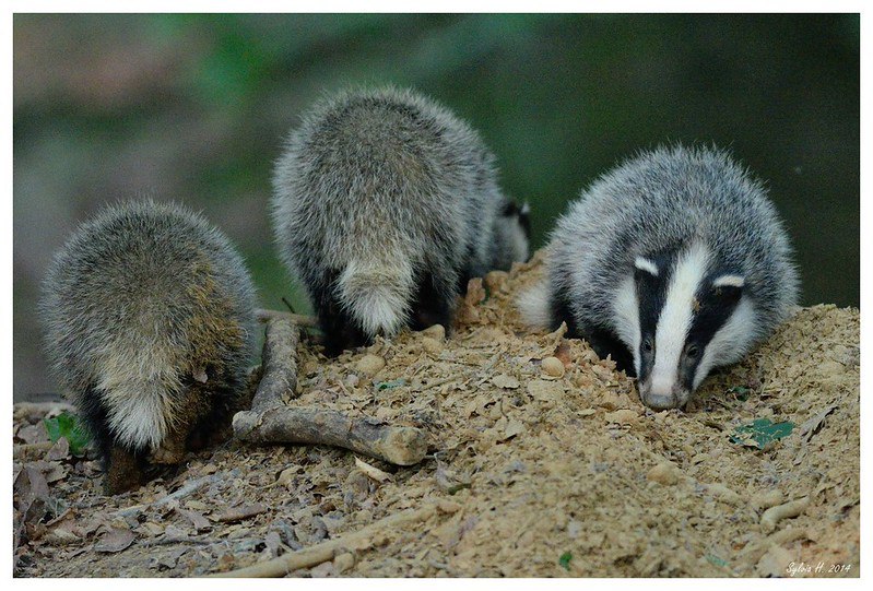 HourlyBadgers's tweet image. [🔗](api.tinyfox.dev/hourly/badger/…)