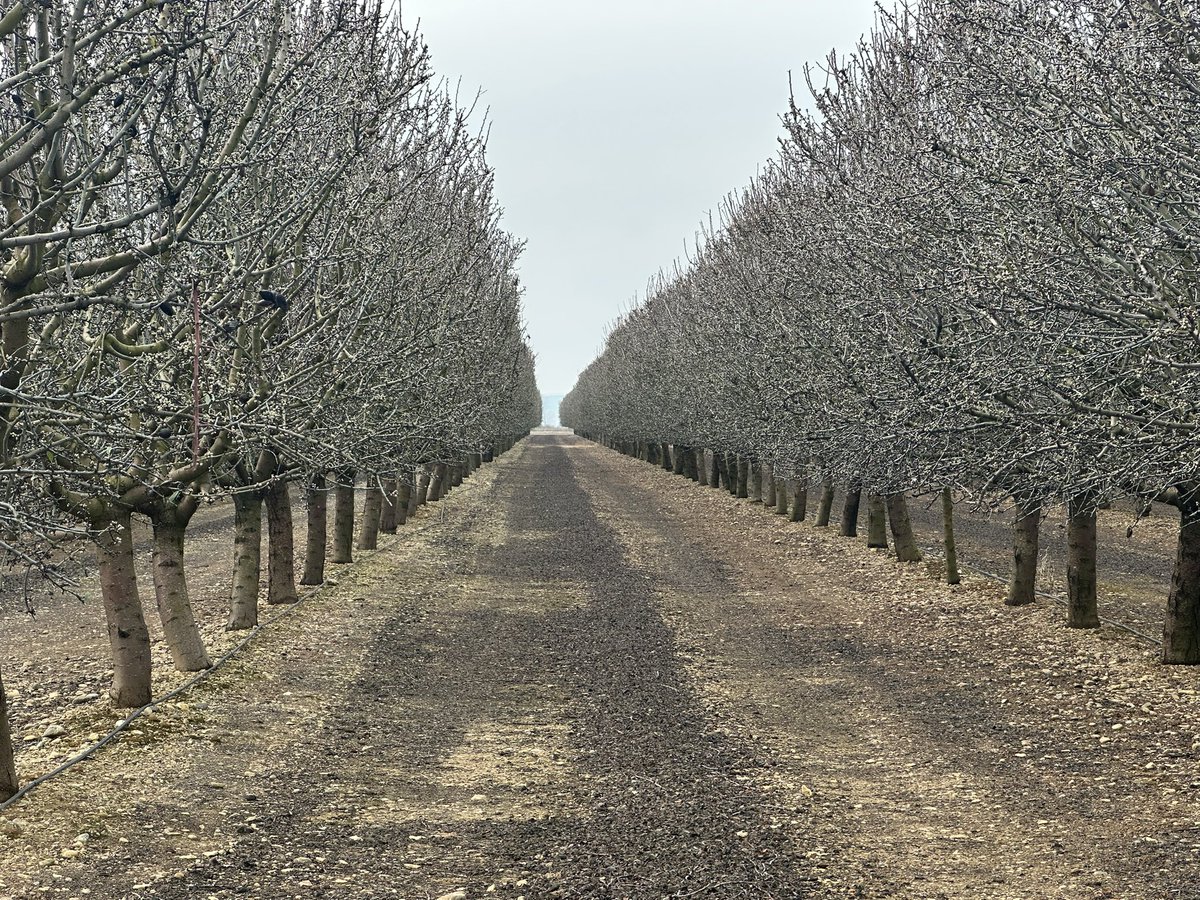 _elviverodeabel's tweet photo. LA PERFECCIÓN EN LA PODA  ARAGONESA 4.0, DEL ALMENDRO EXISTE!!!!
Ayer visitamos varias fincas de almendro en Aragón y Navarra, paso fotos de algunas de ellas, si el tiempo primaveral lo permite, tendrán una producción récord. 
Las cosas bien echas nunca fallan! https://t.co/7UV942WF3w