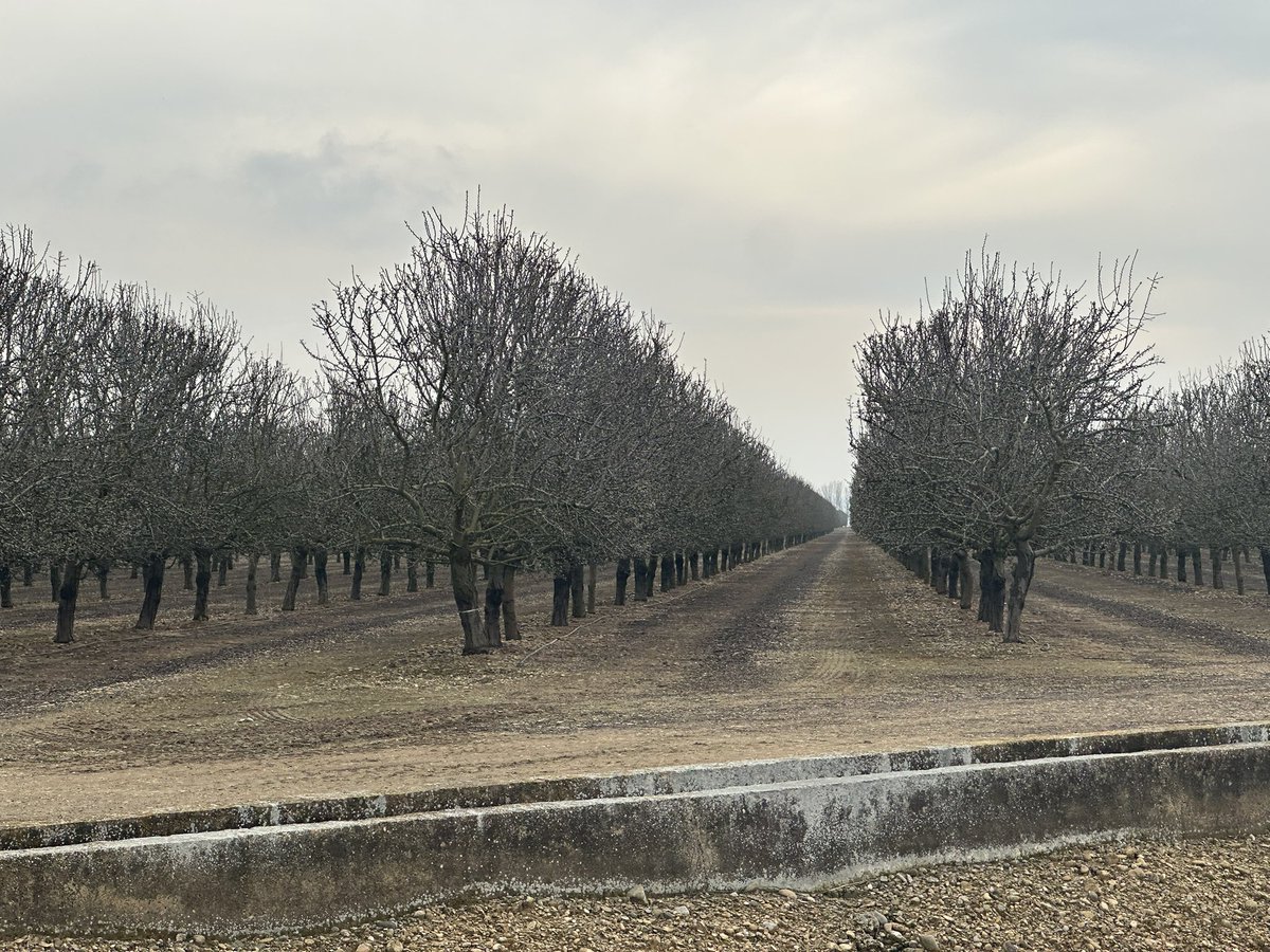 LA PERFECCIÓN EN LA PODA  ARAGONESA 4.0, DEL ALMENDRO EXISTE!!!!
Ayer visitamos varias fincas de almendro en Aragón y Navarra, paso fotos de algunas de ellas, si el tiempo primaveral lo permite, tendrán una producción récord. 
Las cosas bien echas nunca fallan!