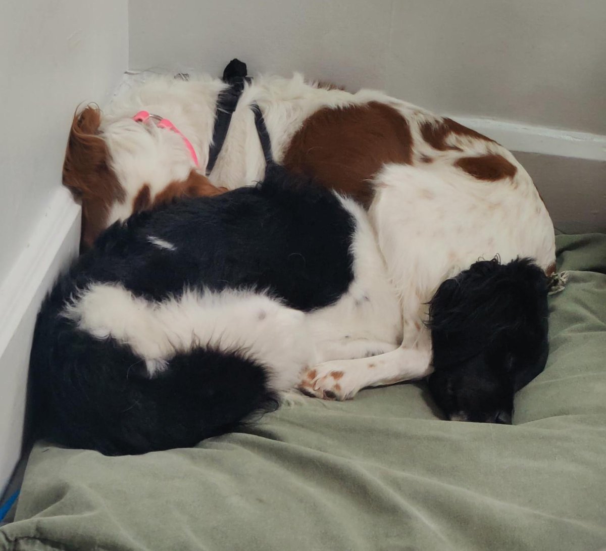 ABrittanyRescue's tweet photo. Taking cuddling to the next level 🐾💖 Rosie’s found the perfect spot under Stella’s leg because why settle for ordinary snuggles when you can have this? 😴

#CuddleCrew #snugglegoals #BestFriends #RosieAndStella #ABR #AmericanBrittanyRescue https://t.co/njtmBRtIgd