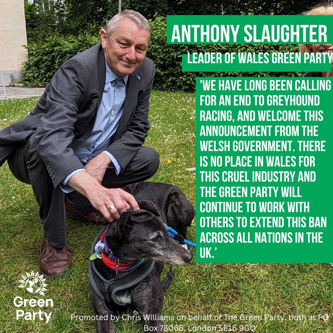 Spent some time with greyhounds recently 🦮 

It's great news that racing will be banned in Wales - making better lives possible for many more greyhounds.