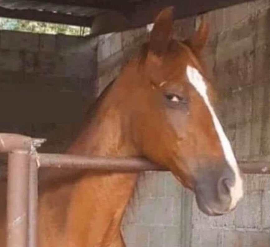 ohnePixel tweet media