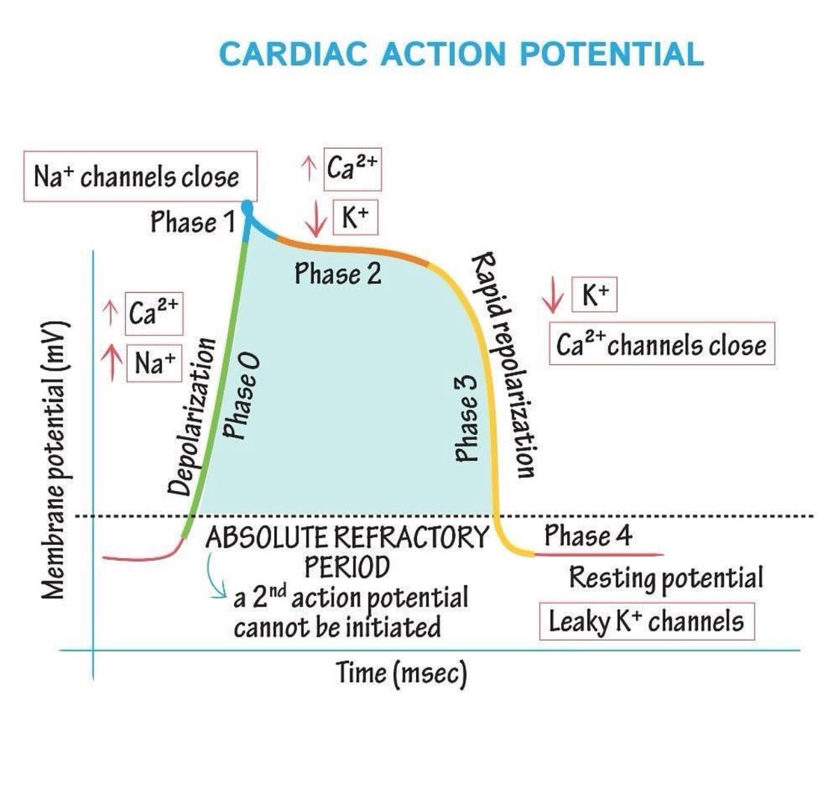 Cardiac Action Potential 🫀

💥💥💥