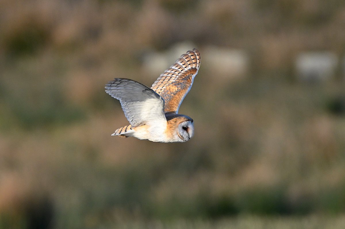 Some amazing views of a barn owl being picked out by the setting sun at Walmsley Sanctuary this week <a href="/Natures_Voice/">RSPB</a> <a href="/_BTO/">BTO</a> <a href="/BBCSpringwatch/">BBC Springwatch</a> <a href="/RSPBbirders/">RSPB Birders</a>  <a href="/CBWPS1/">Cornwall Birds</a> <a href="/CornwallBrdNews/">Cornwall Birding</a> <a href="/maxshearwater/">Adrian Langdon</a> <a href="/RSPBEngland/">RSPB England</a> <a href="/BTO_Cornwall/">British Trust for Ornithology in Cornwall 〓〓</a> <a href="/WildlifeTrusts/">The Wildlife Trusts</a> <a href="/NatureUK/">NatureUK</a> <a href="/BarnOwlTrust/">Barn Owl Trust</a> <a href="/Hawkandowluk/">Hawk and Owl Trust</a>