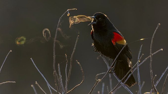 paulinepark's tweet photo. Kathrin Swoboda captured amazing images of a red wing blackbird's song, visible via the bird's breath in cold air and early light #womensart (@womensart1) #Vögel #Amseln #fugler #svarttrost #fåglar #svartfåglar #oiseaux #merles #uccelli #merli #aves #merulae #păsări #mierle #조류 https://t.co/uROm4eoBin