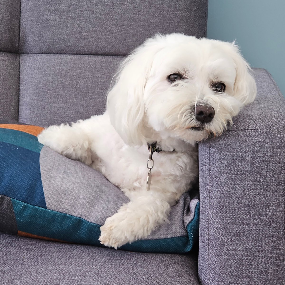 WillowPlaceCorb's tweet photo. It's 'Love Your Pet' Day on Thursday so give yours a special hug from us. Here's our perfect posing pooches - Hugo and Lottie. https://t.co/b7GcC2bV9v