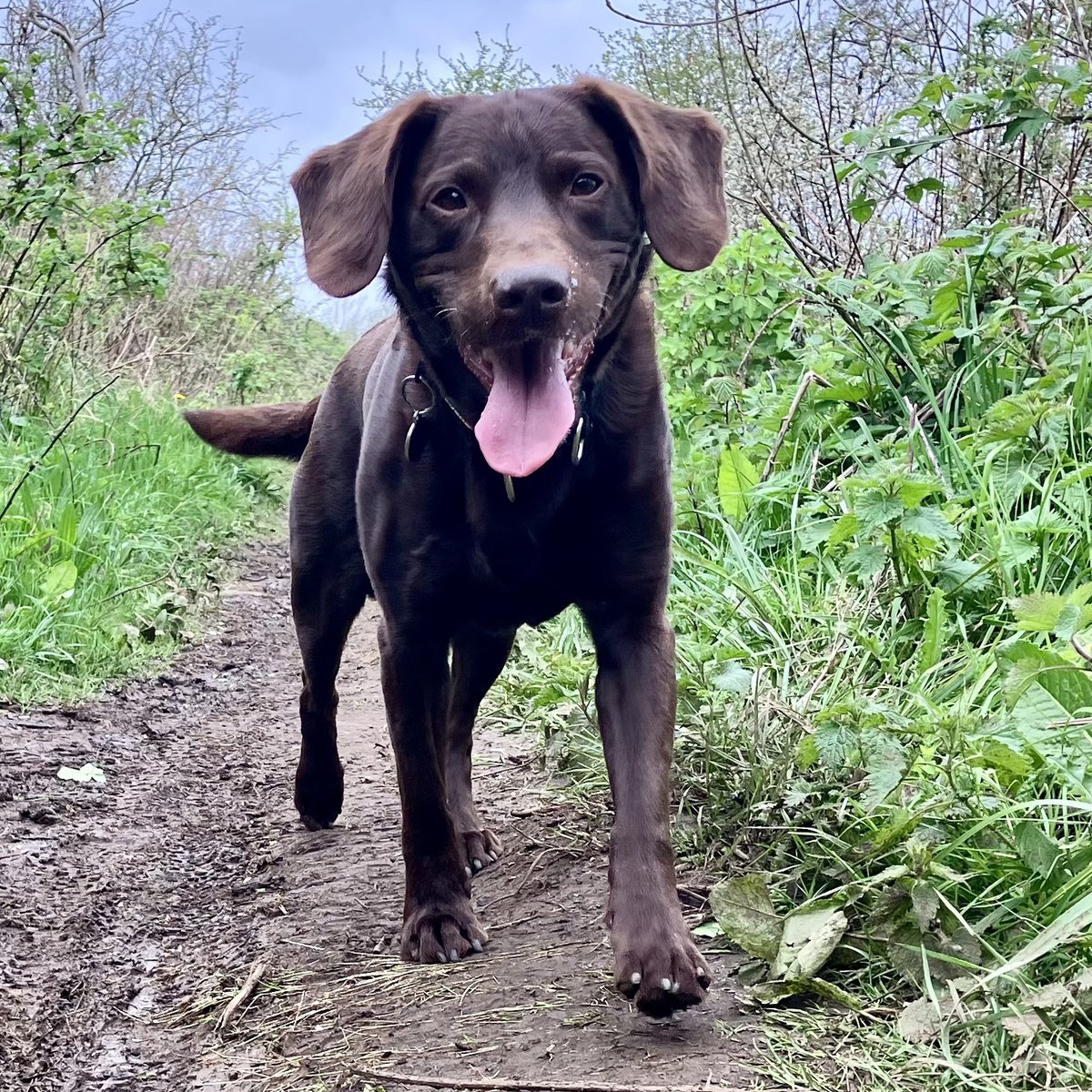WillowPlaceCorb's tweet photo. It's 'Love Your Pet' Day on Thursday so give yours a special hug from us. Here's our perfect posing pooches - Hugo and Lottie. https://t.co/b7GcC2bV9v