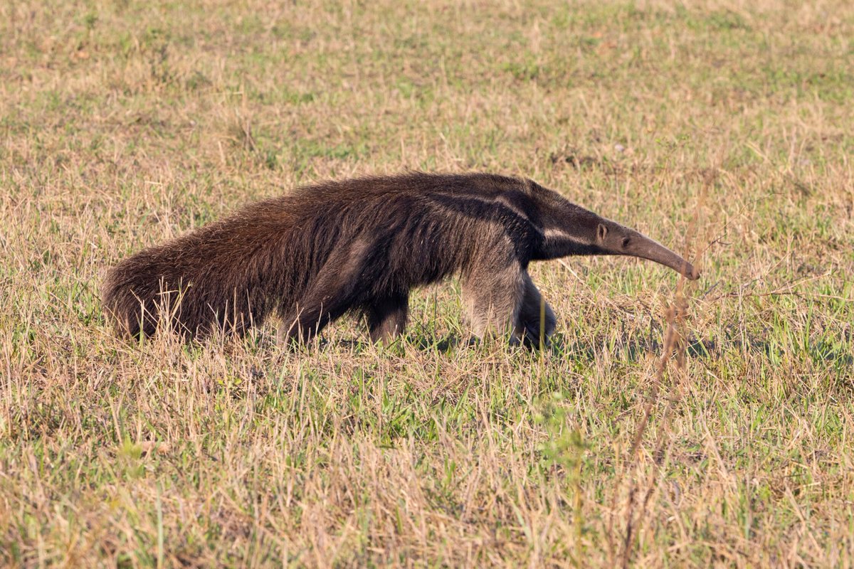 Giant anteaters in the Pantanal!.

Anteaters are extraordinary creatures, uniquely adapted for a diet of ants and termites. With their uncannily long, tube-like snouts and tongues that can extend to 2 feet, they expertly reach into narrow tunnels to reach their tiny prey.