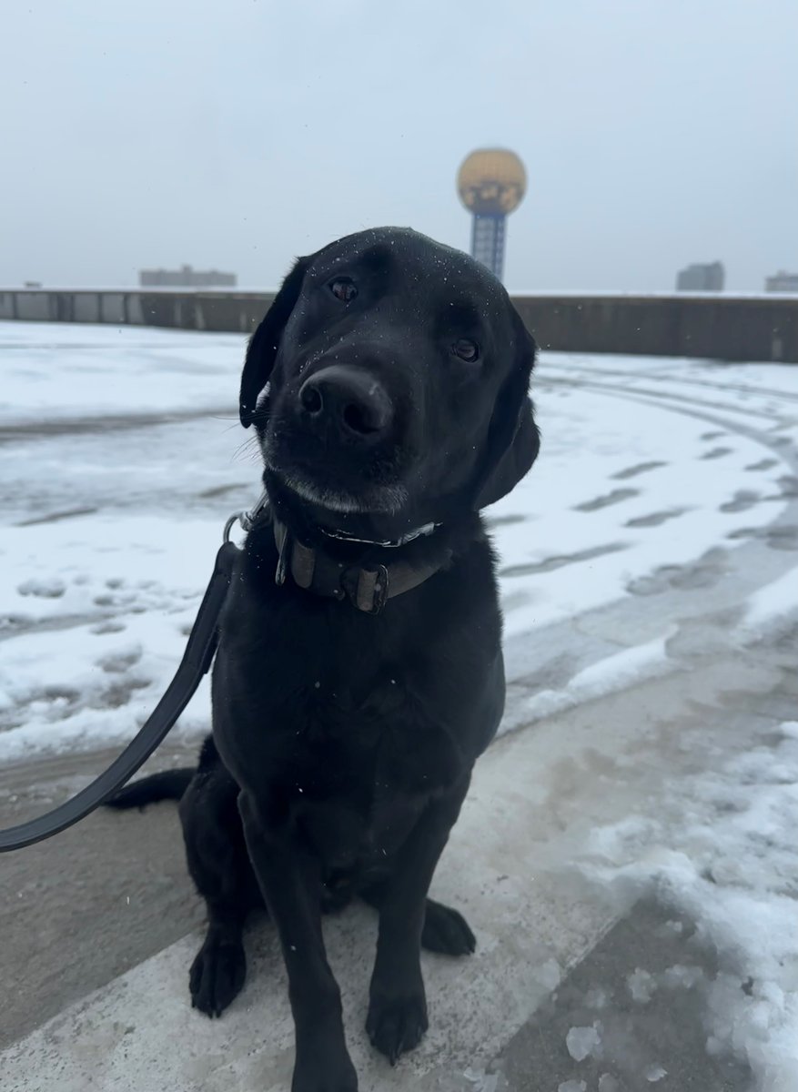 UTPolice's tweet image. K9 Kale making the rounds on Rocky Top and taking a look over downtown! Stay warm, Vols! #SnowPatrol #K9Unit #workingdog #snowpaws #snowday