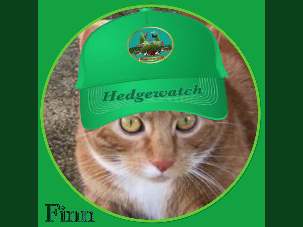 It’s mine 3rd gotcha day *proud ears* that’s not mine Burpdee, cuz that’s June 🐾 today is the day mine daddle and meh mumty took me out of a freezing pen, in da midoll of a storm and tookey me home 😻
