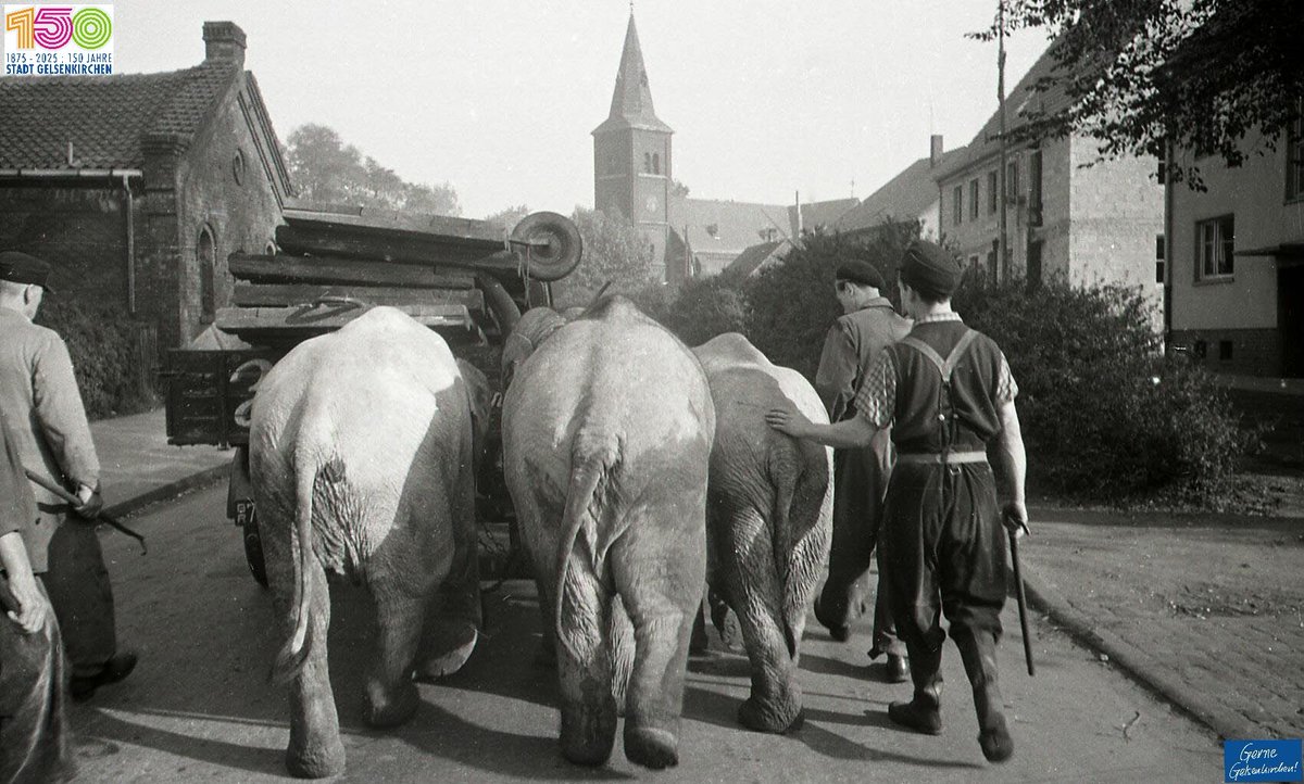 GGelsenkirchen's tweet photo. #GE150/STADTGESCHICHTE-TO-GO. 
In 45899 Bismarck leben 16.509 Menschen. Der Name des Stadtteils geht auf die 1870 gebaute Zechenkolonien der Zeche Graf Bismarck zurück, welche nach Otto von Bismarck benannt wurde. Vorher trug der Stadtteil jedoch den Namen „Braubauerschaft“. https://t.co/Sa7r8HhMEr