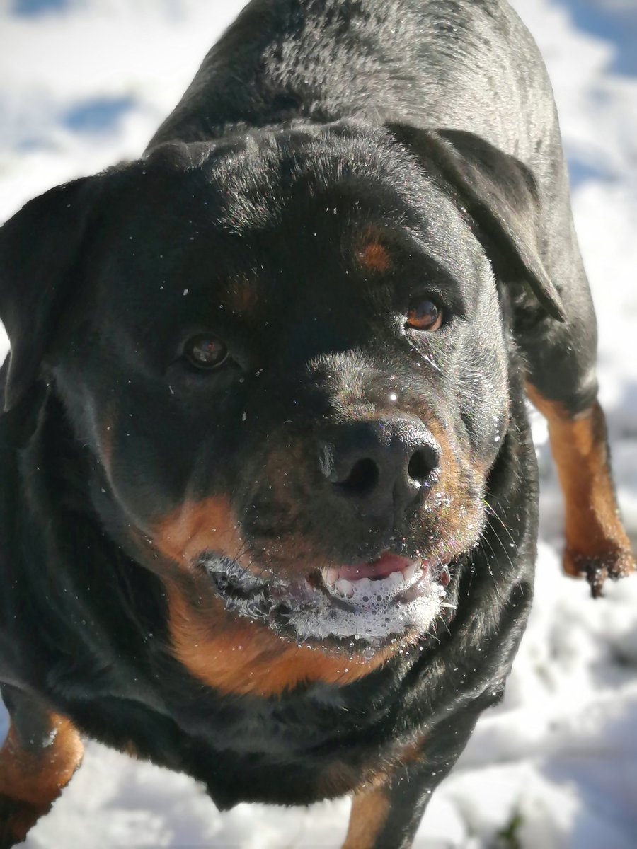JamesLe28908935's tweet photo. Hi! I got to go outside and play in the snow a little bit today, only where the snow was shoveled because it's to deep for me. But I had a little fun ๐โ๏ธโ๏ธ๐พ๐พ๐ผ๐ฉท#Daisy #cutiepatootie #Snowweiler #Everydayalittlefun #Rottweiler https://t.co/TdZYcdUnrU