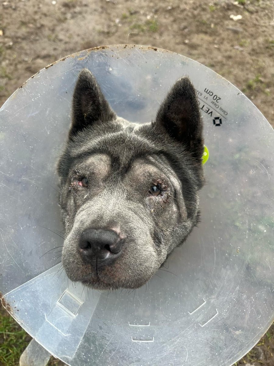Meet Melody from our Wolverhampton Centre! 🎶  

I’m a sweet girl who adores fuss and treats! I’ve been healing from past struggles, but my spirit is strong. I love walks and sniffing around, but I need help with recall and social skills. If you can offer patience, training, a...