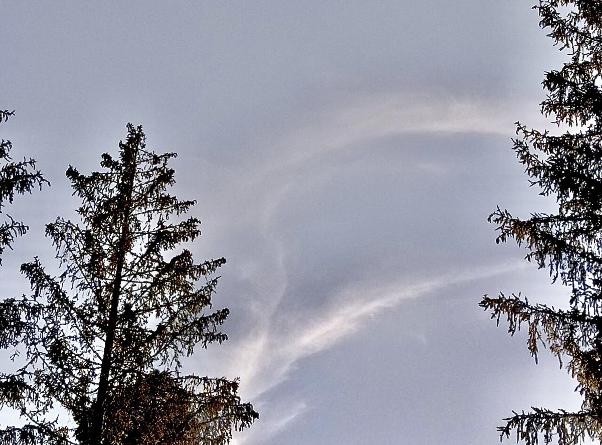 birgittasauer1's tweet photo. Blauer Himmel in München, bis zum Abend…
Und exemplarisch, der Zustand der alten Fichten in unserem Wald, die alle! am absterben sind.
Das hat aber nichts mit Geoengineering und dem Vergiften der gesamten Biosphäre durch Stratospheric-Aerosol-Injection zu tun🤬
Ist Klimawandel🤡 https://t.co/PSN1ekhYX6