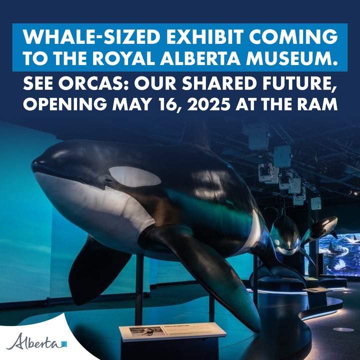 Tanya Fir (@tanya_fir) on Twitter photo Make sure to check out the new Orcas exhibit coming to the <a href="/RoyalAlberta/">Royal Alberta Museum</a> this May. You will have a whale of a time 🐋.
Orcas: Our Shared Future will be coming to the Royal Alberta Museum on May 16, 2025. The display will share the stories and science that surround the Make sure to check out the new Orcas exhibit coming to the <a href="/RoyalAlberta/">Royal Alberta Museum</a> this May. You will have a whale of a time 🐋.
Orcas: Our Shared Future will be coming to the Royal Alberta Museum on May 16, 2025. The display will share the stories and science that surround the