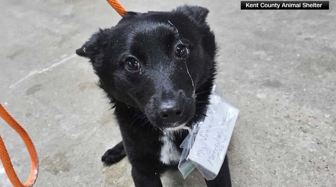 💔RESCUE RUKEY🐶 A dog was abandoned in a grocery store parking lot with a note tied to her collar that read, “Please help me.” STORY: https://t.co/fY6ibFRMhp