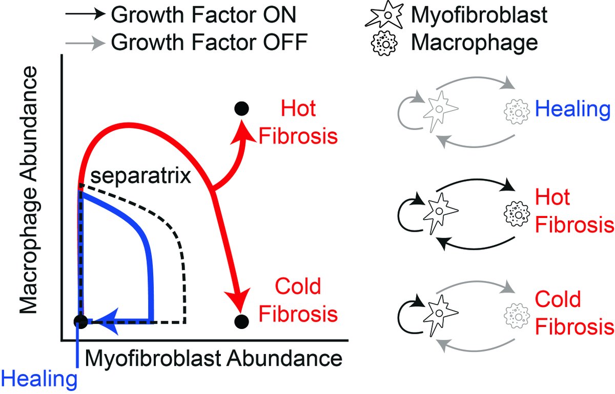 <a href="/MiriAdler/">Miri Adler</a> &amp; <a href="/UriAlonWeizmann/">Uri Alon</a> developed a theoretical model based on a macrophage-myofibroblast circuit to predict injury outcomes. It predicts two fibrosis types: hot🔥fibrosis, where both cell types support each other, and myofibroblast-driven cold❄️fibrosis.