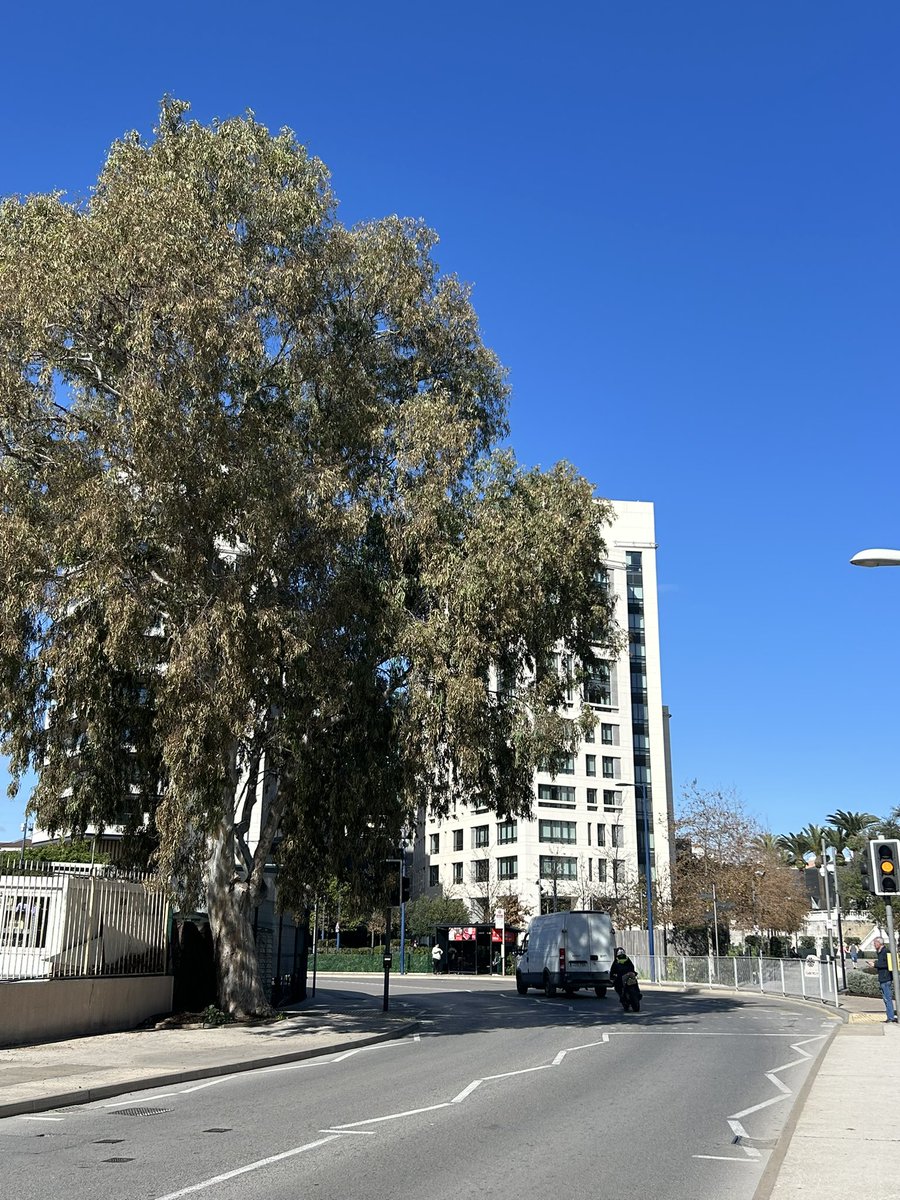 gsdlady2's tweet photo. @MeteoGib @gibtours And what a beautiful, February, day in Gibraltar it is! #SoLucky #Gibraltar #MildWinters 🇬🇮😍👍 https://t.co/yif0mKzKeI