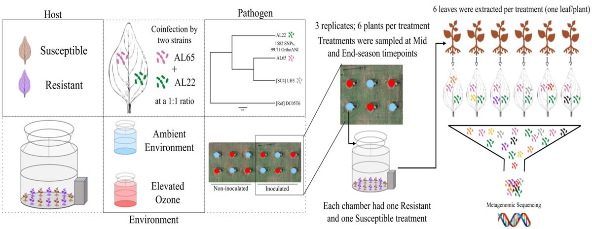 Evolutionary Applications (@evolappjournal) on Twitter photo Curious about how pathogen responds to host resistance and climate change simultaneously?
Elevated O3 increases Xanthomonas diversity and severity on resistant peppers.
w/ <a href="/nehapotnis/">Neha Potnis</a>
📷: Fig. 1 at doi.org/10.1111/eva.70… Curious about how pathogen responds to host resistance and climate change simultaneously?
Elevated O3 increases Xanthomonas diversity and severity on resistant peppers.
w/ <a href="/nehapotnis/">Neha Potnis</a>
📷: Fig. 1 at doi.org/10.1111/eva.70…
