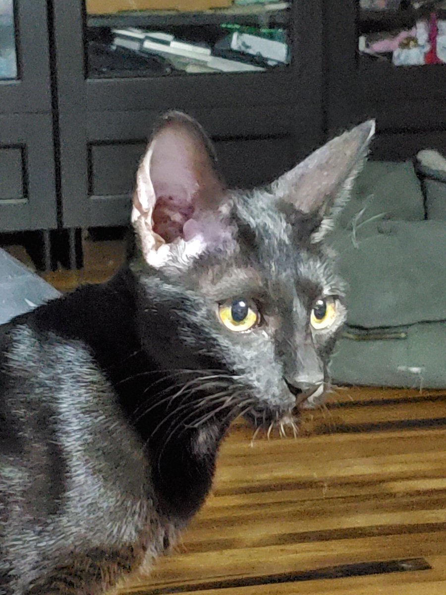 HolyCowCritters's tweet photo. @ColeTheBlackCat Circe https://t.co/FqbouRcHfv