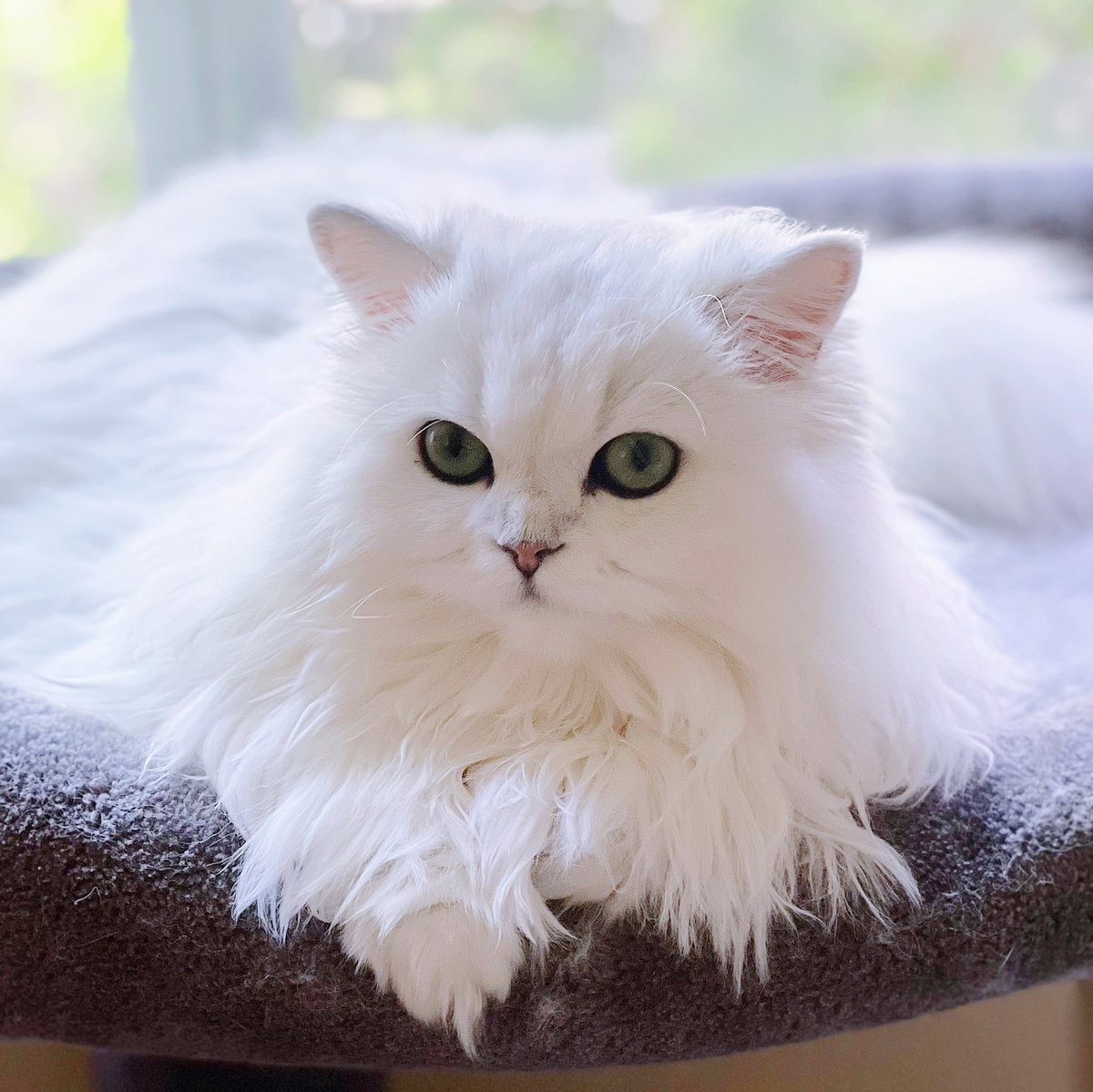 This is cat biyoo!!! 🐾