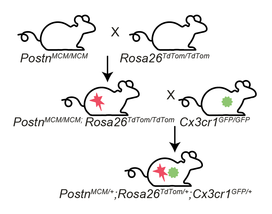 To do that we developed a macrophage-myofibroblast double reporter mouse line, named ‘MAMY’ (Sweetheart in Hebrew slang), based on the myofibroblast lineage reporter (Postn-MCM) (Kanisicak, et al. 2016), and the monocyte-macrophage reporter Cx3cr1-GFP (Jung, et al. 2003)