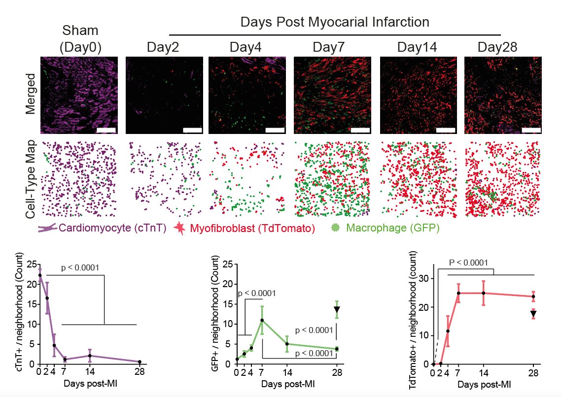 Using the MAMY mice, we find that acute myocardial infarction (MI) results in❄️cold fibrosis- a myofibroblast-dominated state, with low macrophage contribution