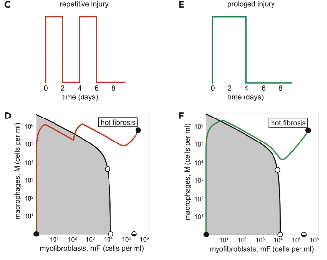 If acute MI leads to ❄️cold fibrosis? What kind of injuries would lead to hot fibrosis in the heart?
Our model suggests that chronic or repetitive injuries can lead to 🔥hot fibrosis. doi.org/10.1016/j.isci…