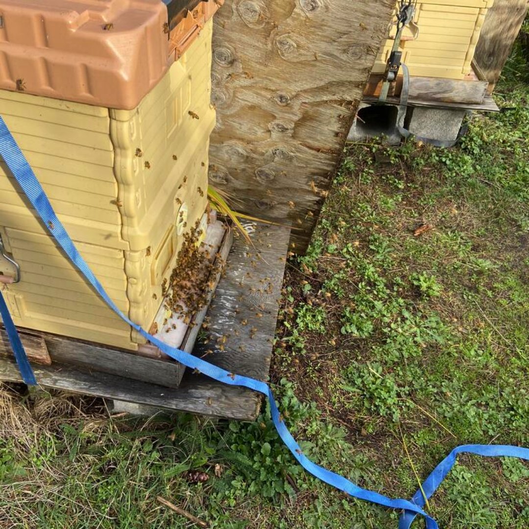 FoxhoundBeeCo's tweet image. Thanks, Cheryl, for sharing your story! We’re so glad VarroaSAN Oxalic Acid Strips helped save your hives during a tough time. Your resilience inspires us! 🐝

Protect your bees and simplify beekeeping: bit.ly/3XKEkMV

#FoxhoundBeeCo #BeekeepingEssentials