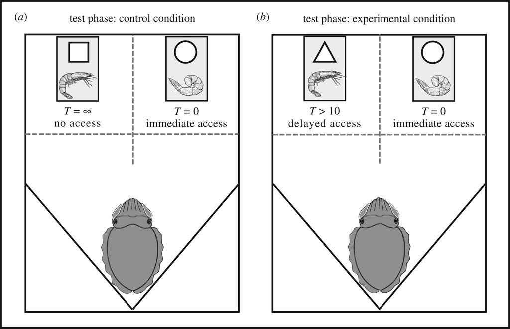 Cuttlefish exert self-control in a delay of gratification task.
Cuttlefish can tolerate delays to obtain food of higher quality comparable to that of some large-brained vertebrates.

royalsocietypublishing.org/doi/10.1098/rs…