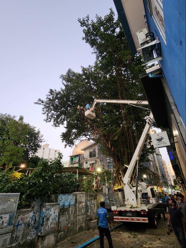 HKurusee's tweet photo. My God. Mayor @adamazim is cutting down one of the oldest and biggest trees in Male’. This is Macchangoalhi Sahara tree. This needs to be stopped. This tree symbolises the history and tradition of Macchangoalhi. Azim doesn’t seem to care about it. Does @AmnaShath care? If she cares, she’ll call him immediately and ask him to stop it.