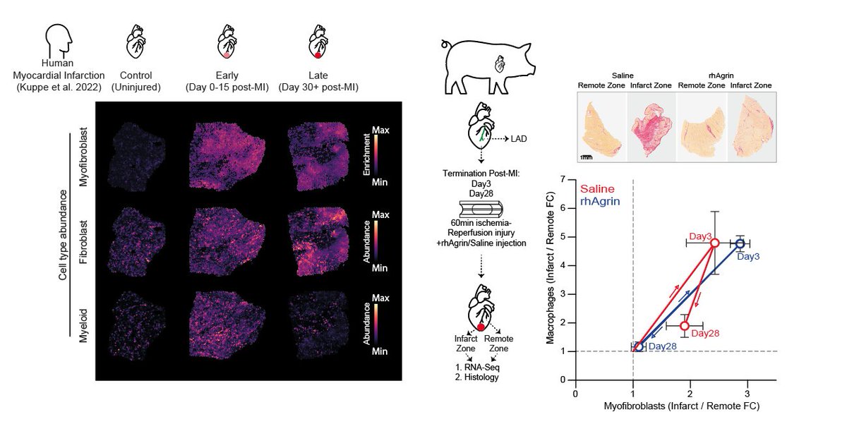 We focused MI induced ❄️cold fibrosis and showed that it is a conserved outcome in mice, pigs, and humans
