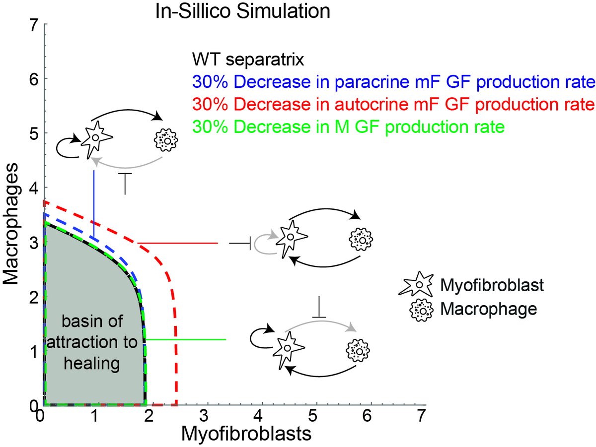 we used the theoretical model to expose a vulnerability of ❄️cold fibrosis- the myofibroblast autocrine growth factor loop