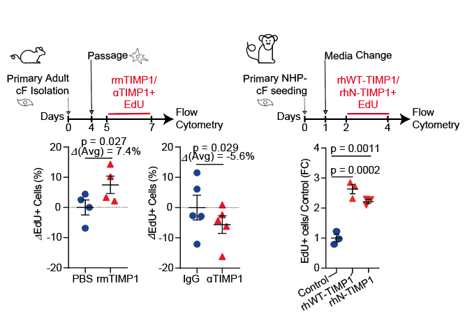 In-vitro gain and loss of function experiments revealed that TIMP1 can act as a growth factor for cardiac myofibroblasts derived from mice and non-human-primate hearts
