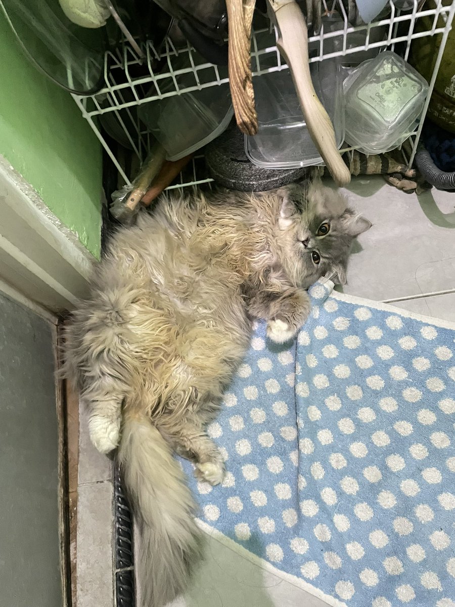 uyel uyel cillo dongg😼😼