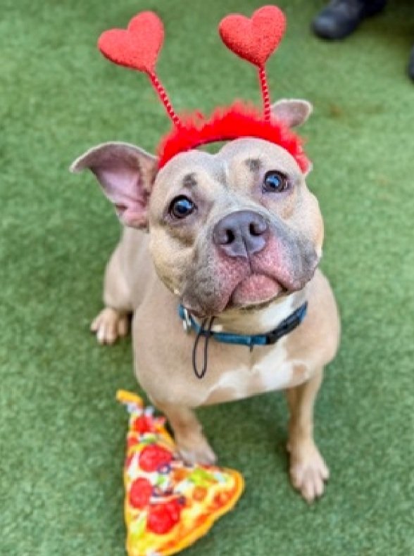 TAV4ACCMedicals's tweet image. So very sad to report that Two To Tango was killed yesterday by #NYCACC 💔🤬😭

RIP Two To Tango, you deserved better than this and we loved you😭💔🌈