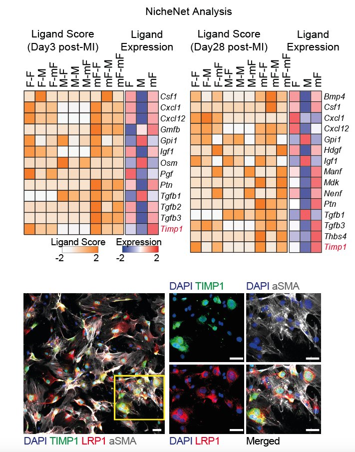 Shoval Miyara (@miyarashoval) on Twitter photo We used NicheNet analysis on scRNAseq data (doi.org/10.1016/j.celrā¦), generously shared by <a href="/ElviraForte1/">Elvira Forte</a> and team, to identify TIMP1 as a key post-myocardial infarction autocrine growth factor for myofibroblasts We used NicheNet analysis on scRNAseq data (doi.org/10.1016/j.celrā¦), generously shared by <a href="/ElviraForte1/">Elvira Forte</a> and team, to identify TIMP1 as a key post-myocardial infarction autocrine growth factor for myofibroblasts
