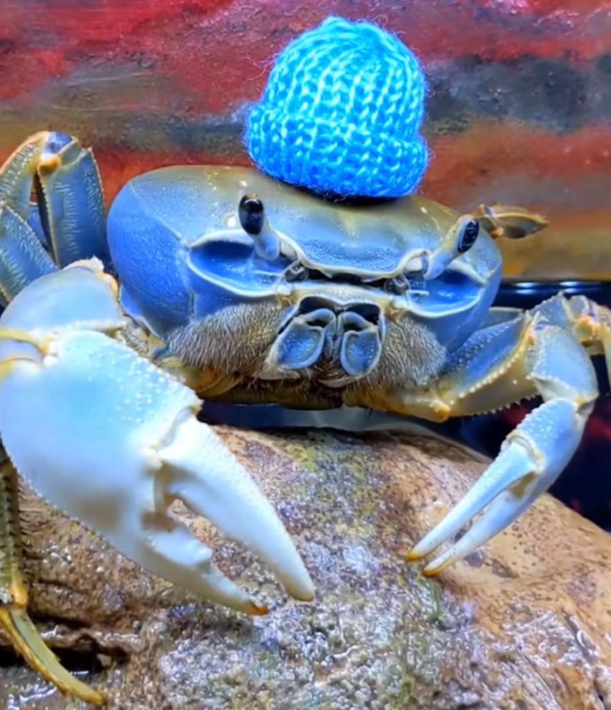 Dexerto's tweet photo. Howie, known as “the most loved crab on earth”, has died https://t.co/U7lFeuPN26