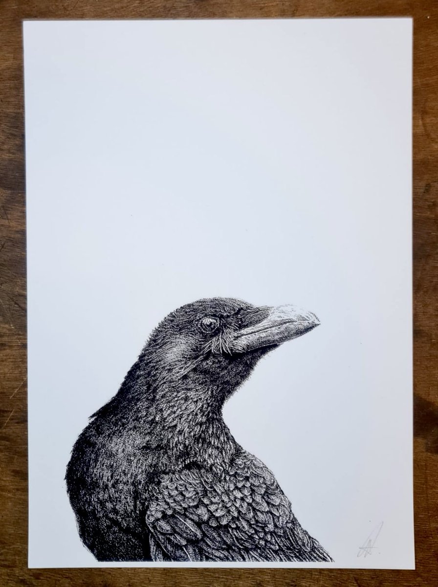 The startled crow

Simple but the texture was quite challenging.

If you zoom in you will see the 
challenge

Available in my shop👇

david-esson-art.sumupstore.com/product/the-st…

#art #crow