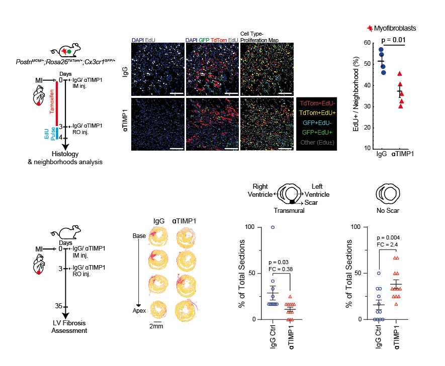 Using MAMY mice we demonstrate that inhibition of TIMP1 following myocardial infarction by neutralizing antibodies can reduce myofibroblast proliferation and subsequent fibrosis.