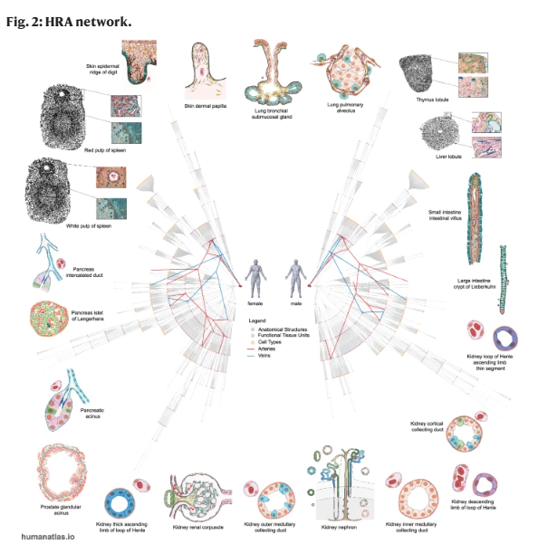 cnscenter's tweet photo. Phenomenal OPEN ACCESS Resource | Breaking Online Now at Nature Communications by Supriya Bidanta, @katycns Katy Börner et al | Includes Giant Printable Poster | & Much More 👏 |Visit: https://t.co/hJ78rbjSwL
#Functional #Tissue #HumanReferenceAtlas https://t.co/cFxFzm2ZFv