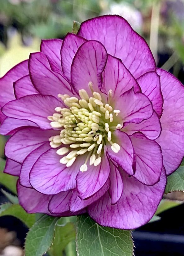 Tantan8325's tweet image. “Action is a great restorer and builder of confidence.”
- Dale Carnegie 🇺🇸
In this cold season, this flower gently awakens my dormant courage, lifting my shrunken heart.
〜 relieve my anxiety 〜
Winter Rose
(at the botanical garden 🇯🇵)