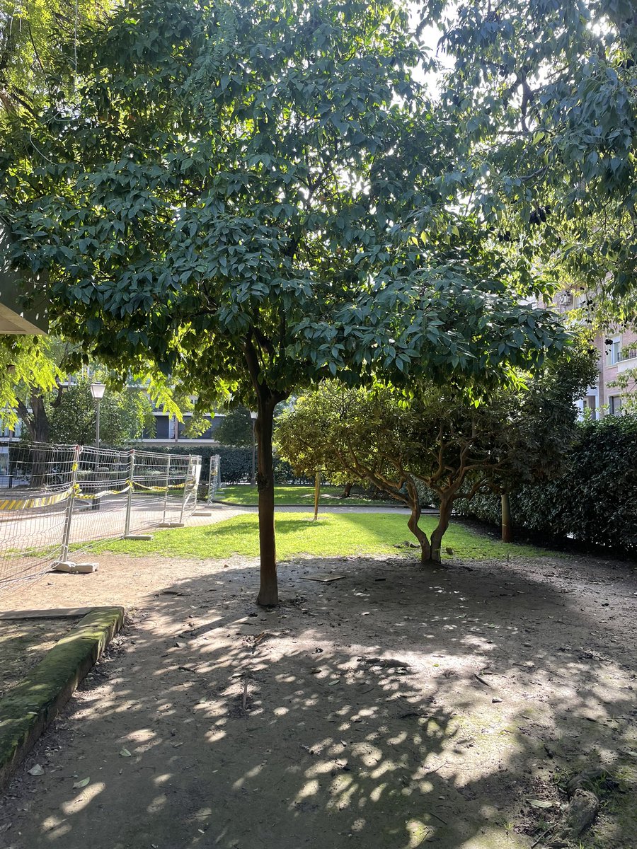 ALERTA. Van a ARRASAR con un parque que actualmente es zona verde para niños del barrio. Van a TALAR más de 20 árboles y reducir la masa arbórea del parque en un 40%. Para construir aparcamientos y un carril de circulación. Esto es INADMISIBLE. Compartid por favor. <a href="/Ayto_Sevilla/">Ayuntamiento de Sevilla</a>