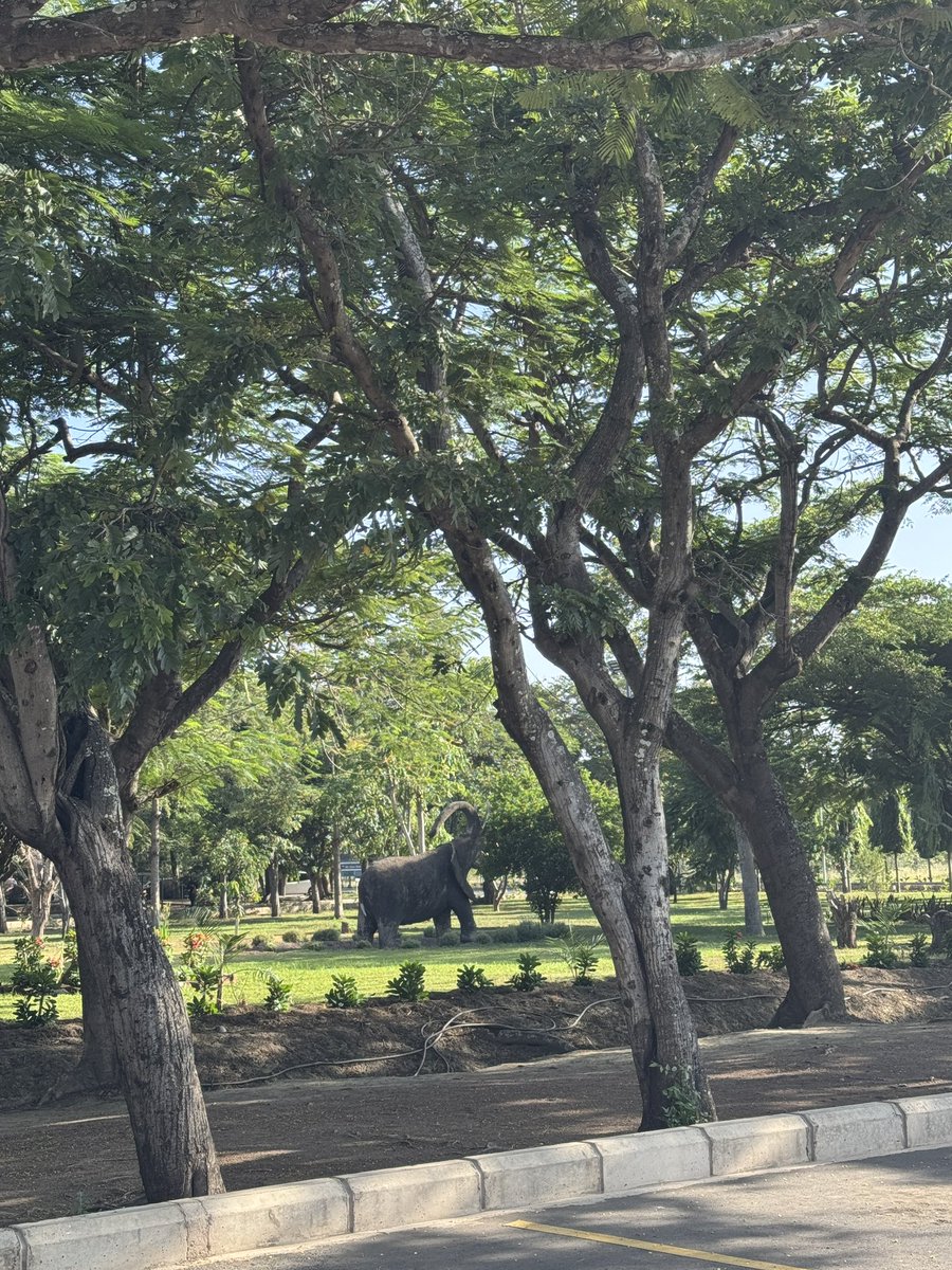 JJacky123's tweet photo. #tanzania Arusha 🇹🇿 https://t.co/Is2G4N3Zbf