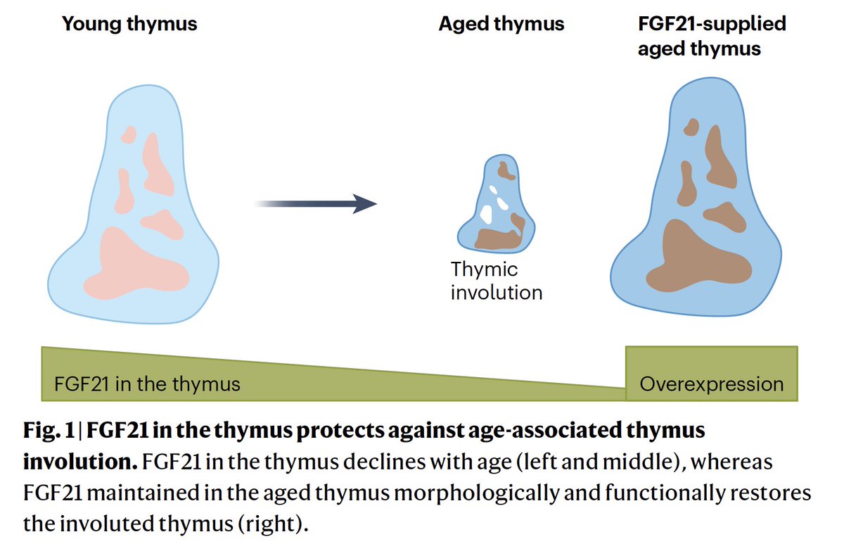 Our thymus, a critical source and trainer of T cells, involutes with aging. 2 new studies find a growth factor (FGF21) that delays involution (in mouse models) and may be a way to rejuvenate our immune system and promote healthy aging in the future.
nature.com/articles/s4358…