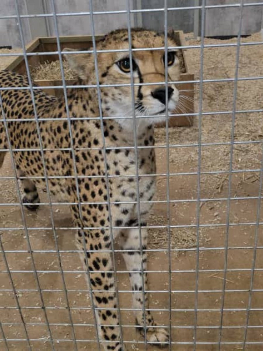 CCFCheetahUK's tweet photo. What an incredible weekend! ๐พ๐๐
During our #ConservationConversation, Dr. Laurie Marker delivered an inspiring presentation on CCFโs vital conservation work in Somaliland and Namibia. We also had the pleasure of hearing from James Hanaway, CCFโs Director of Development, and Dr. Bruce Brewer, CCFโs General Manager, who shared insights on our innovative, sustainable BushBlok project.