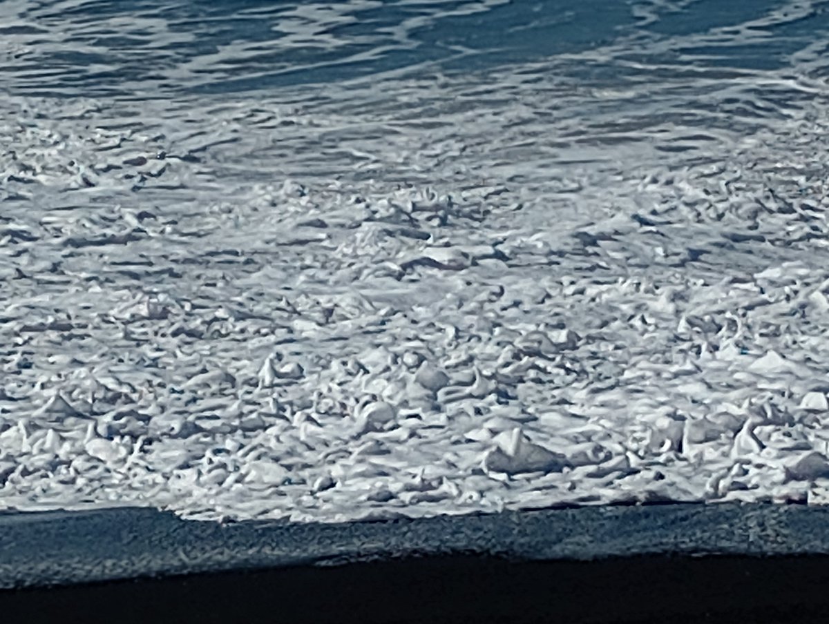 La Palma. A history of recent volcanic destruction, recovery and regrowth. Love the fascinating geology of the island and the story the lava flow tells.