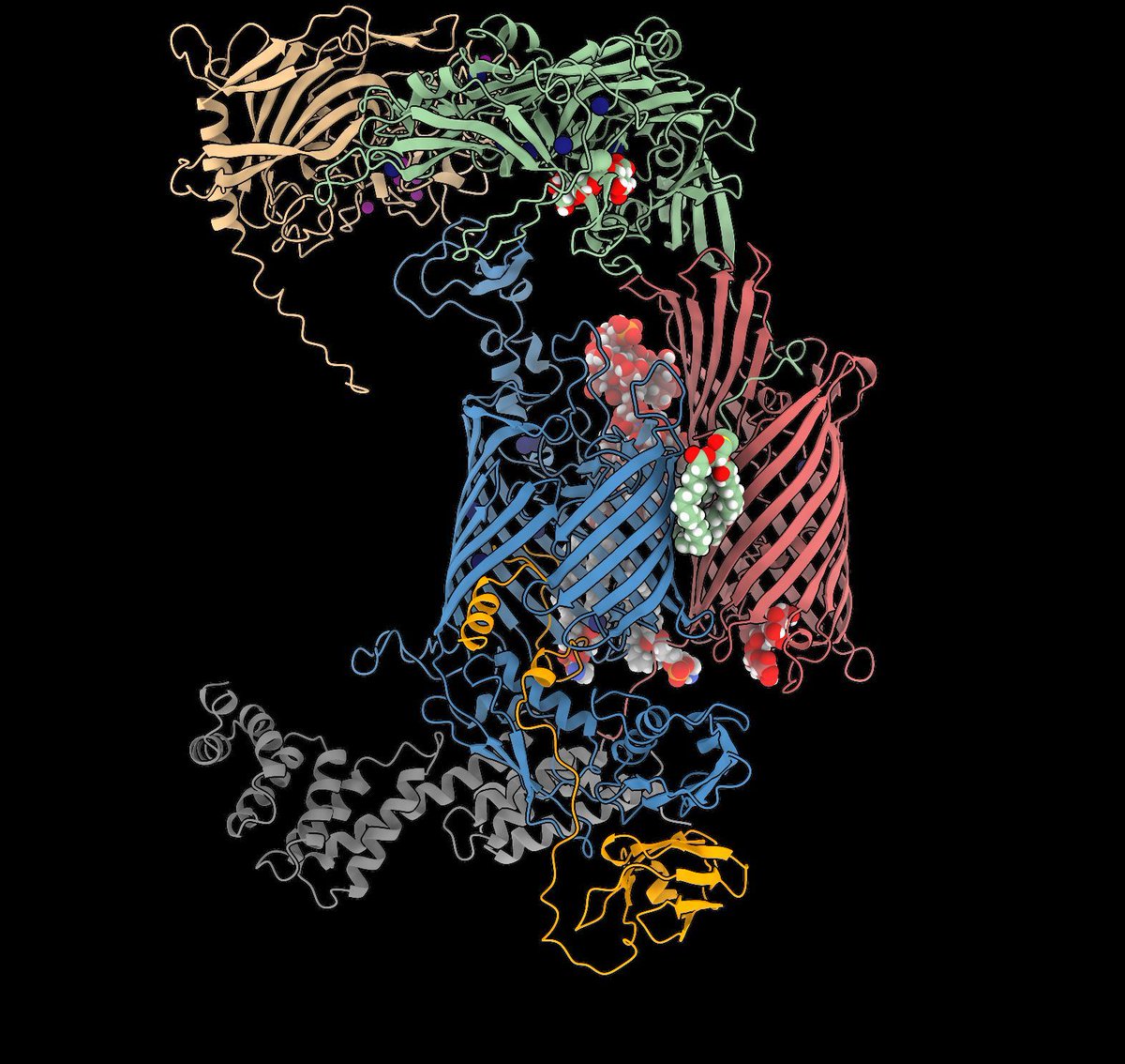A study from the Berks lab @OxfordBiochemistry — 'A new structural paradigm for outer membrane protein biogenesis in the Bacteroidota' — provides a major breakthrough in understanding outer membrane biogenesis in this important group of organisms. More ⬇️ buff.ly/4i5yJaY