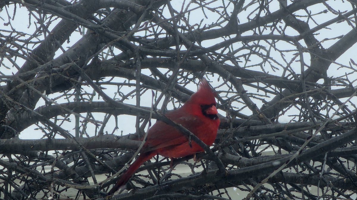 BEAUTIFUL CARDINAL - captured in backyard on Monday, February 17/25.   It was a joy to behold.